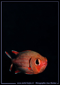 A beautiful Pinecone soldierfish in the waters of the Red... by Michel Lonfat 